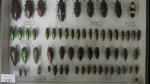 Boîte entomologique vitrée contenant 60 spécimens de coléoptères exotiques dont...