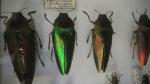 Boîte entomologique vitrée contenant 60 spécimens de coléoptères exotiques dont...