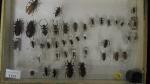 Boîte entomologique vitrée contenant 42 spécimens de coléoptères Cerambycidae exotiques...
