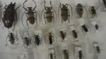 Boîte entomologique vitrée contenant 42 spécimens de coléoptères Cerambycidae exotiques...