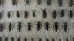 Boîte entomologique vitrée contenant environ 100 spécimens de coléoptères Cerambycidae...