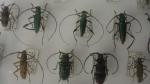 Boîte entomologique vitrée contenant environ 100 spécimens de coléoptères Cerambycidae...