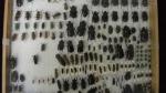 Boîte entomologique vitrée contenant environ 150 spécimens de coléoptères exotiques...