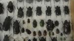 Boîte entomologique vitrée contenant environ 150 spécimens de coléoptères exotiques...