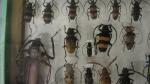 Boîte entomologique vitrée contenant environ 120 spécimens de coléoptères Cerambycidae...