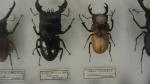 Boîte entomologique vitrée contenant 40 spécimens de coléoptères Lucanidae exotiques...