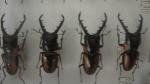 Boîte entomologique vitrée contenant 40 spécimens de coléoptères Lucanidae exotiques...