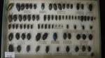 Boîte entomologique vitrée contenant environ 80 spécimens de coléoptères Buprestes...