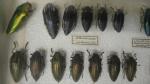 Boîte entomologique vitrée contenant environ 80 spécimens de coléoptères Buprestes...