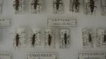 Boîte entomologique vitrée contenant environ 50 spécimens de coléoptères du...