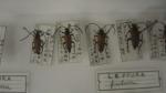 Boîte entomologique vitrée contenant environ 50 spécimens de coléoptères du...