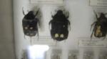 Boîte entomologique vitrée contenant environ 100 spécimens de coléoptères Cetonidae...