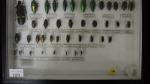 Boîte entomologique vitrée contenant 40 spécimens de coléoptères Buprestes exotiques...