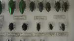 Boîte entomologique vitrée contenant 40 spécimens de coléoptères Buprestes exotiques...