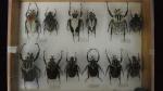 Boîte entomologique vitrée contenant 12 spécimens de coléoptères Goliath dont...