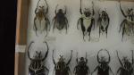 Boîte entomologique vitrée contenant 12 spécimens de coléoptères Goliath dont...
