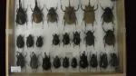 Boîte entomologique vitrée contenant 24 spécimens de coléoptères Dynastes exotiques...