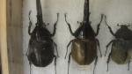 Boîte entomologique vitrée contenant 24 spécimens de coléoptères Dynastes exotiques...
