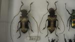 Boîte entomologique vitrée contenant 39 spécimens de coléoptères exotiques Cetonidae...
