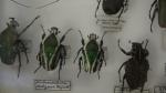 Boîte entomologique vitrée contenant 39 spécimens de coléoptères exotiques Cetonidae...