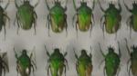 Boîte entomologique vitrée contenant 59 spécimens de coléoptères Cetonidae exotiques...