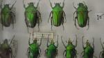 Boîte entomologique vitrée contenant 59 spécimens de coléoptères Cetonidae exotiques...