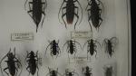 Boîte entomologique vitrée contenant 28 spécimens de coléoptères Cerambycidae du...