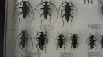 Boîte entomologique vitrée contenant 28 spécimens de coléoptères Cerambycidae du...