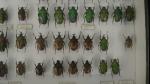 Boîte entomologique vitrée contenant environ 40 spécimens de coléoptères Cetonidae...