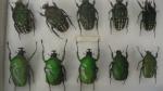 Boîte entomologique vitrée contenant 21 spécimens de coléoptères Cetonidae exotiques...