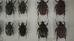 Boîte entomologique vitrée contenant 21 spécimens de coléoptères Cetonidae exotiques...