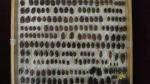 Boîte entomologique vitrée contenant environ 200 spécimens de coléoptères Cetonidae...