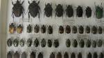Boîte entomologique vitrée contenant environ 75 spécimens de coléoptères Cetonidae...