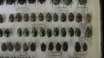 Boîte entomologique vitrée contenant environ 75 spécimens de coléoptères Cetonidae...
