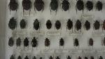 Boîte entomologique vitrée contenant environ 70 spécimens de coléoptères Cetonidae...