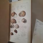 MOQUIN-TANDON Alfred, Histoire naturelle des mollusques terrestres et fluviatiles. Atlas...