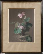 Jules MEDARD (1855-1925). Géraniums sauvages. Gouache sur papier bistre. Signée...